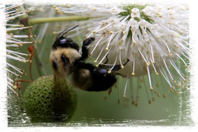 June-14-Bumblebee.jpg