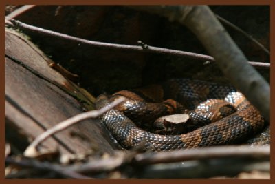 June-14-Snake.jpg