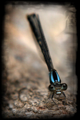 June-14-Dragonfly.jpg