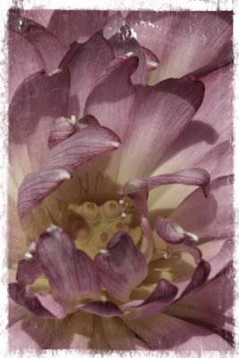 June-14-Flower.jpg