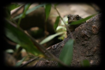 June-14-Frog2.jpg