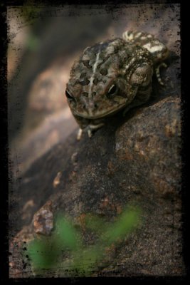 June-14-Frog.jpg