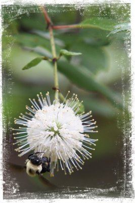 Jun-14-BumbleeBee2.jpg
