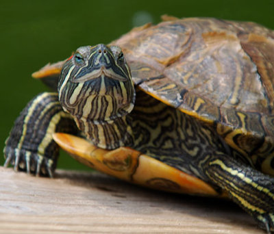 turtle-2.jpg