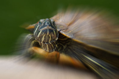 turtle-on-steriods.jpg