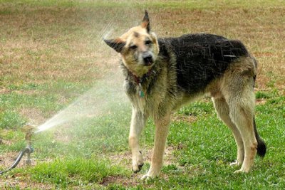 Water...This Dogs Best Friend