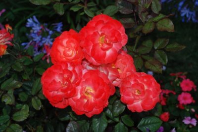 Bleeding heart