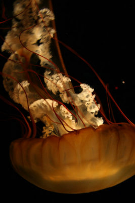 g5/29/473029/3/99786235.KXVRkZzW.jpg