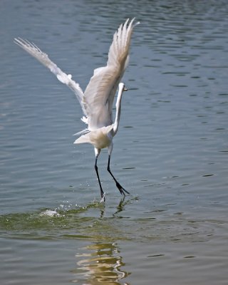 Egret Flight