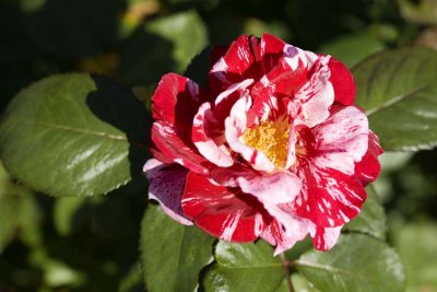 The New York Botanical Gardens