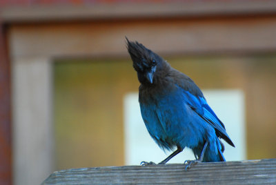 stellars jay.jpg