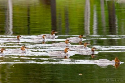 Common Mergansers (Mergus merganser)