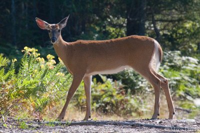 White-Tailed Deer