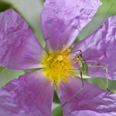 Tiny grasshopper (1 cm)