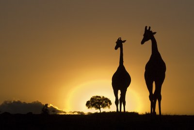 sunrise giraffes