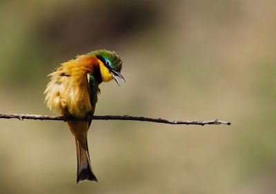 Bee-eater