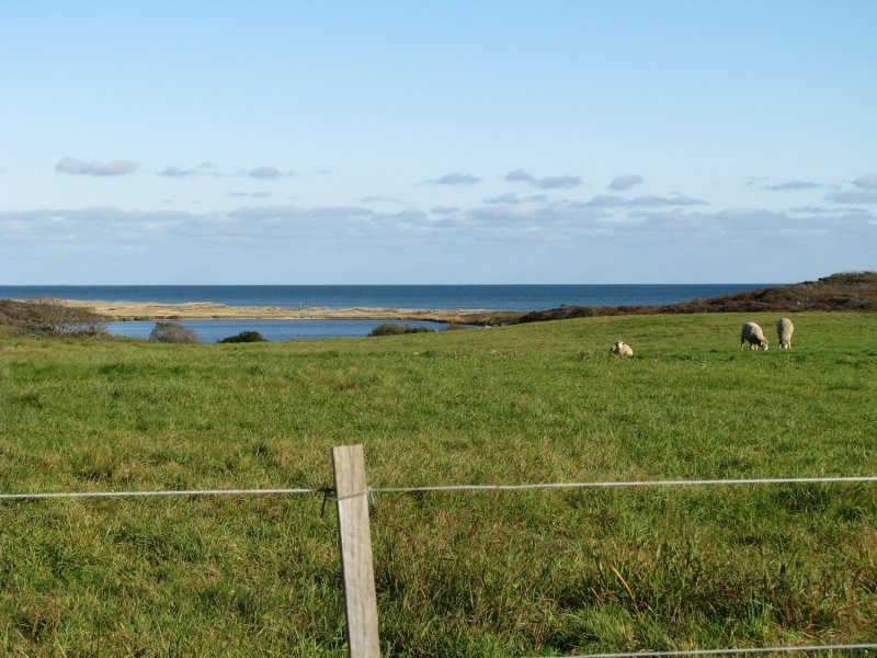 oceanside pastures.jpg