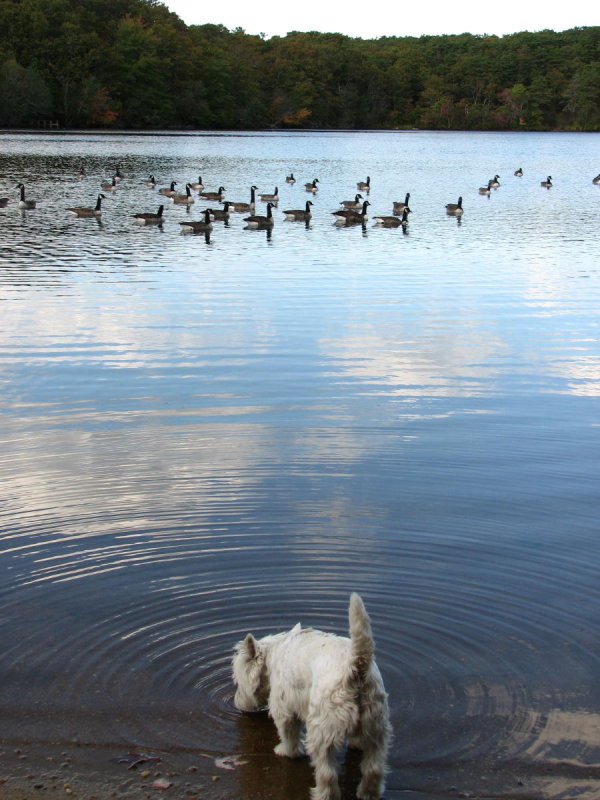 Drinking from cloudy waters.jpg