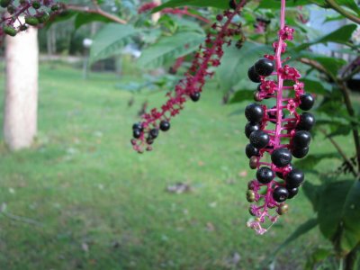 berries .jpg