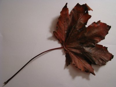 Maple Leaf.jpg