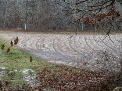 Field of Stripes.jpg