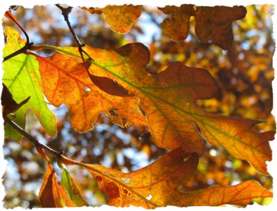 Fall Colours.jpg