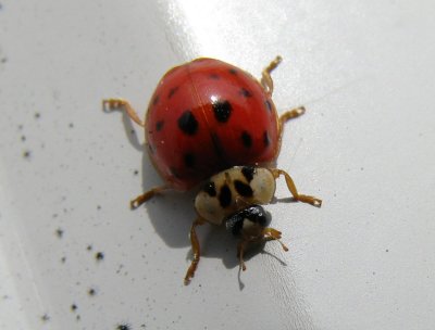 LoveBug.jpg
