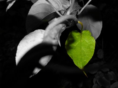Kiwi Leaf.jpg
