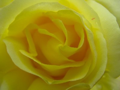 Yellow Rose.jpg
