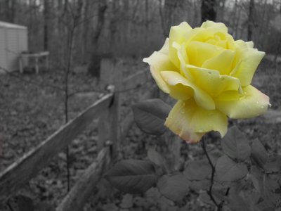 Late Bloomer.jpg