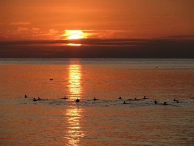 Sunset Swim.jpg