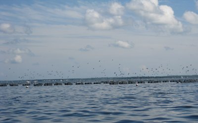 IMG_0463.JPG