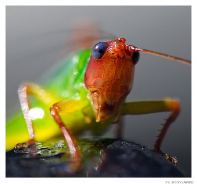 Grasshopper.7844.jpg