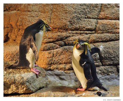 Penguins.8076.jpg