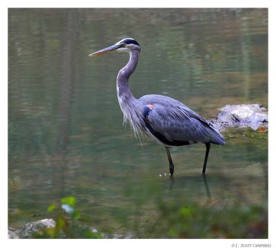 GBlueHeron.9413.jpg