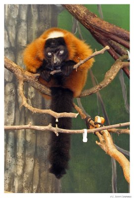 Lemur.7568.jpg