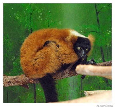 Lemur.7567.jpg