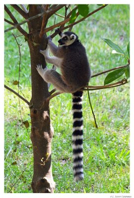 Lemur.7561.jpg