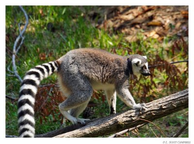 Lemur.7550.jpg