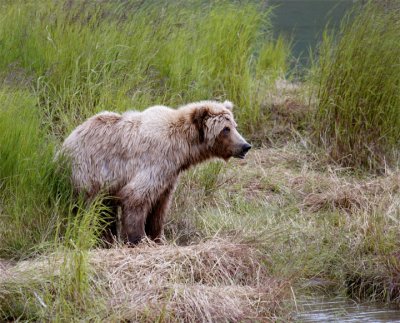 Young Bear at the Waters Edge.jpg