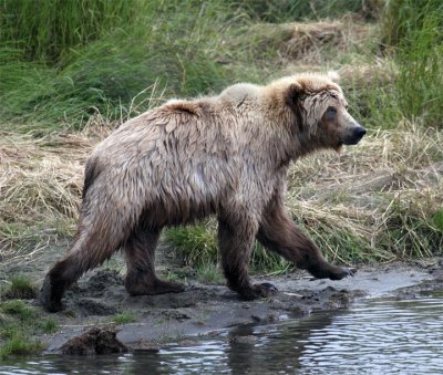 Young Bear in the Mud.jpg