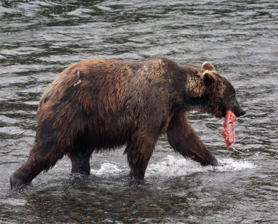 Bear with Salmon in his mouth.jpg