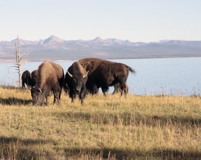 Bison at Lake Yellowstone.jpg