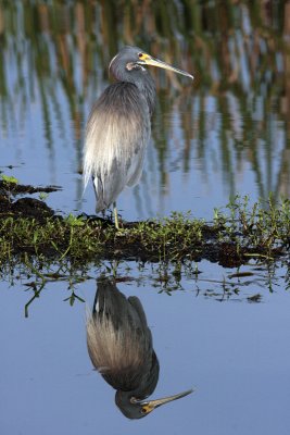 Little Blue Heron Reflection.jpg