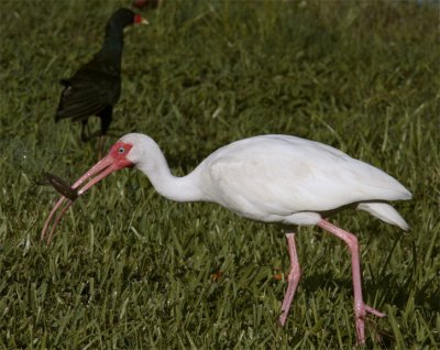 Ibis with crayfish.jpg