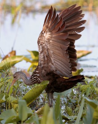 Limpkin with Wings Up.jpg