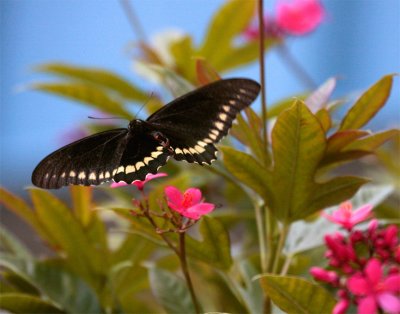 Black Butterfly Wings Spread.jpg