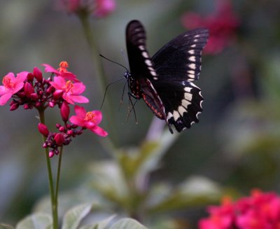 Black Butterfly in Flight_filtered.jpg