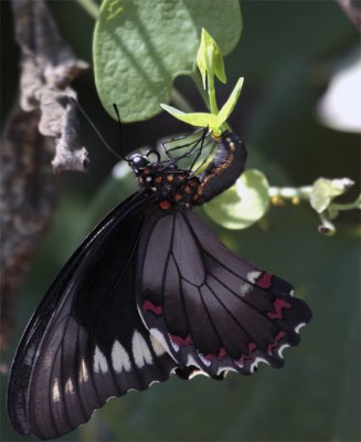 Black Butterfly Hanging from leaf.jpg