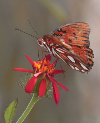 Monarch Butterfly in garden_filtered.jpg